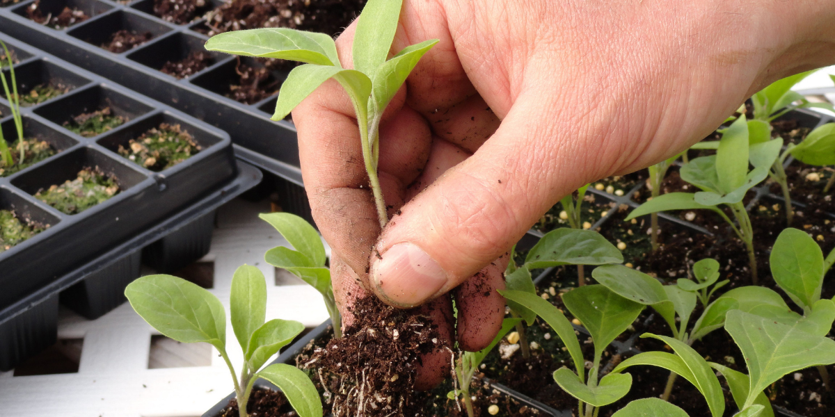 Comment faire des semis? 5 étapes pour un succès au potager - Le GRAME
