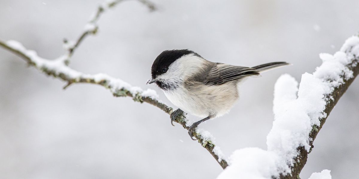 Comment bien observer la faune et la flore en hiver ?