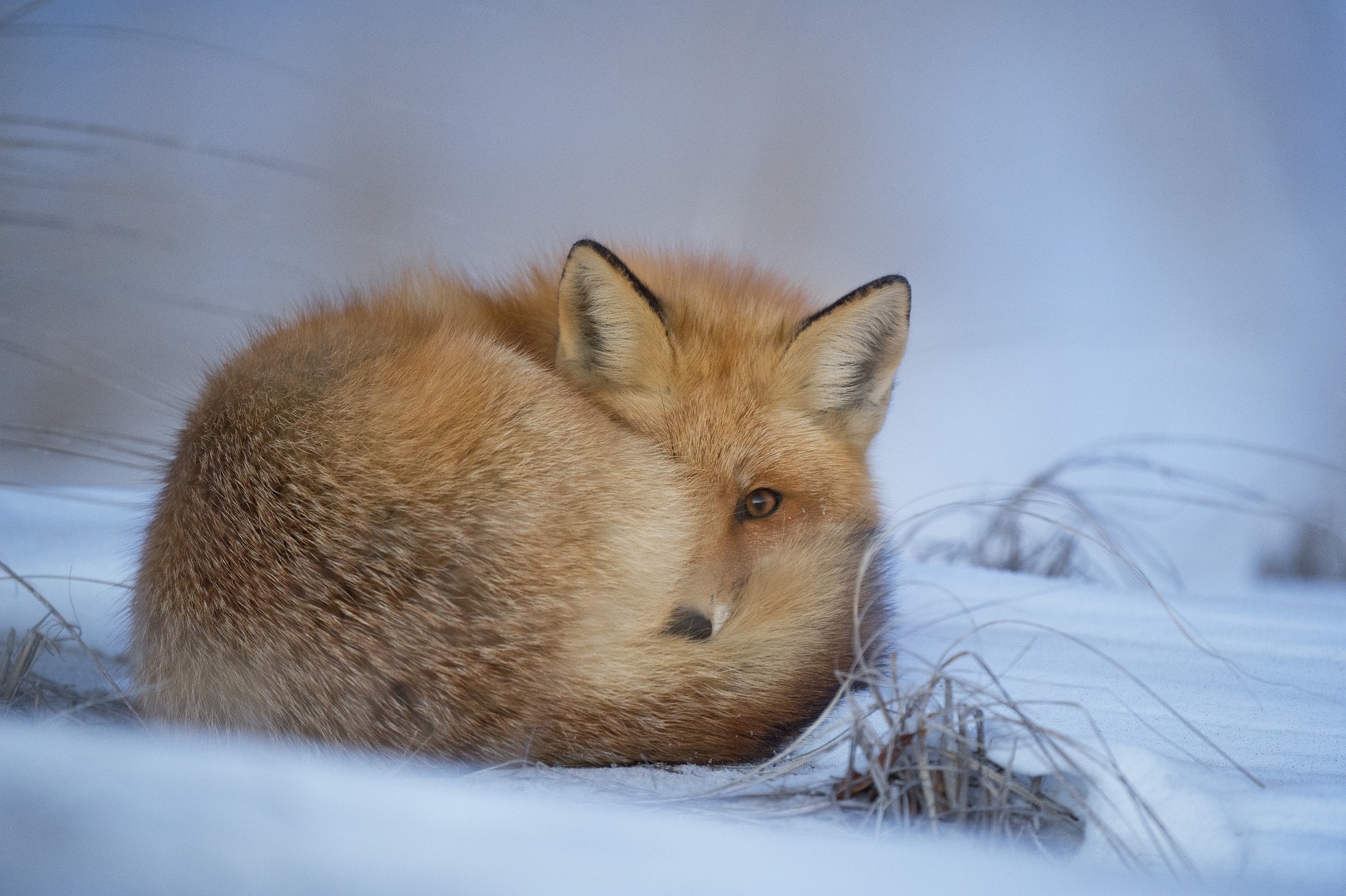 renard-faune-hiver