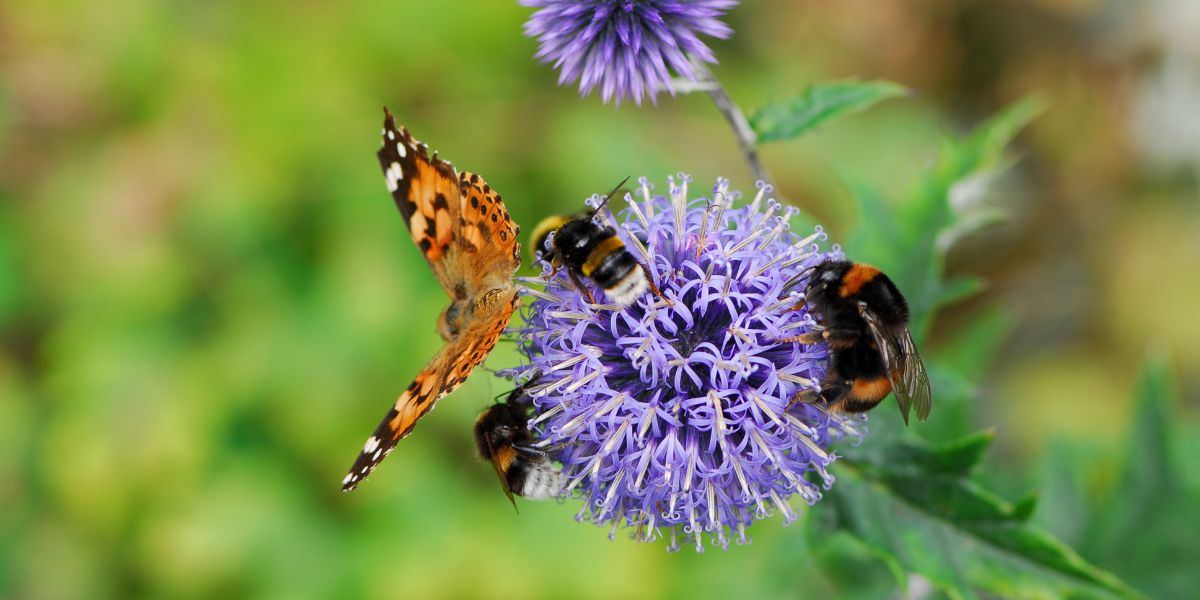 Comment préparer son jardin pour les pollinisateurs?