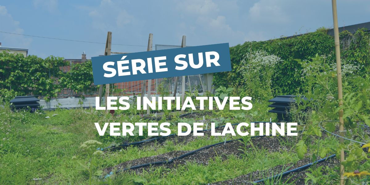 Initiatives vertes de Lachine : le toit vert du GRAME