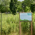 bilan écran végétal
