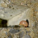 jardin triangle fleuri escargot