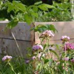 jardin triangle fleuri fleurs