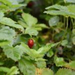 Fraise des bois