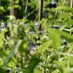 jardin triangle fleuri3