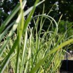 jardin triangle fleuri5