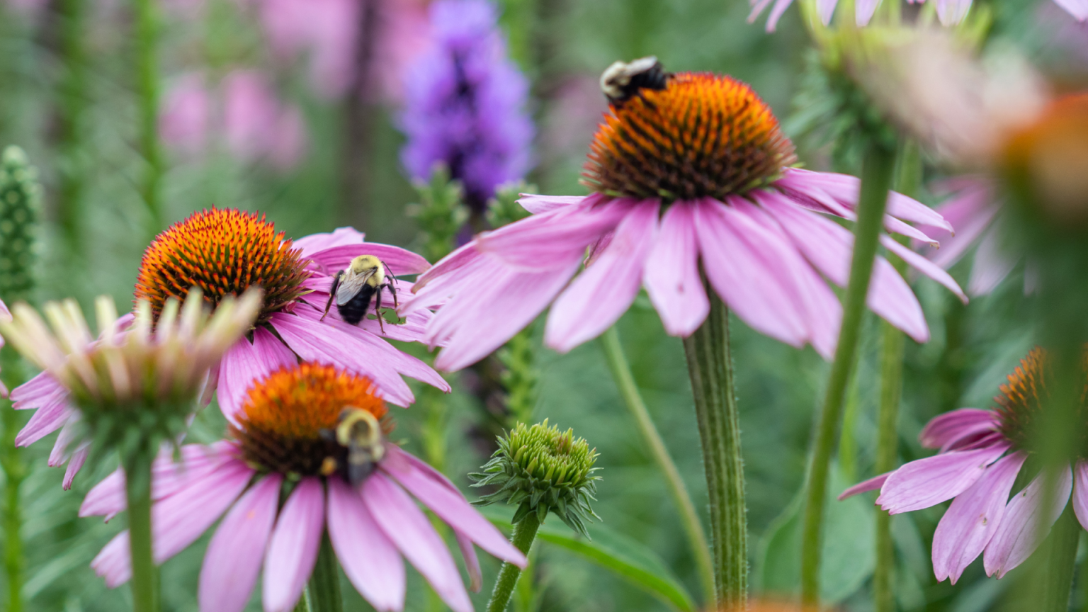 Biodiversité urbaine : les ruches sont-elles vraiment la solution ?