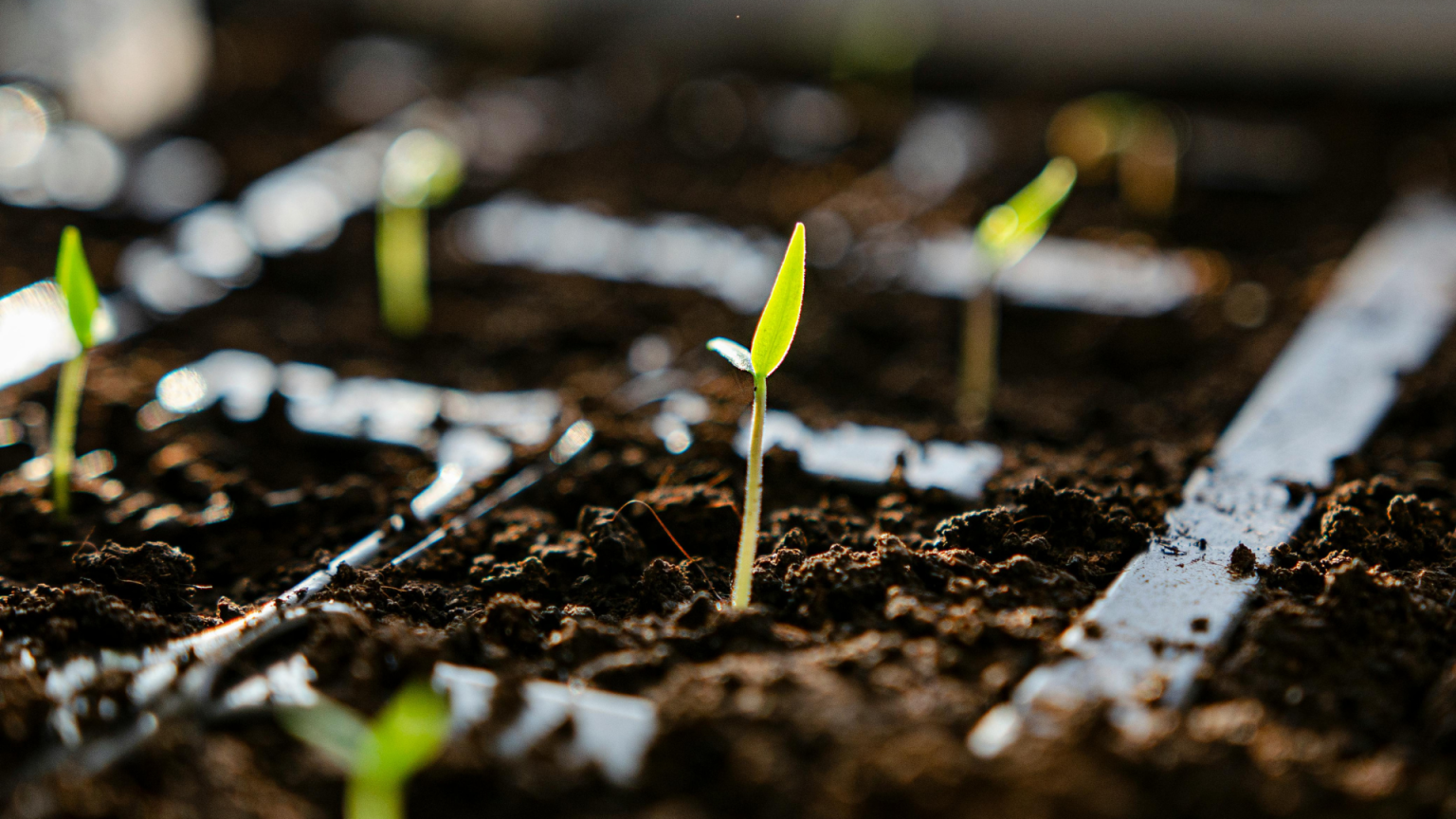 Pourquoi utiliser la stratification pour la germination ?
