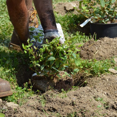 plantation-SE_0113