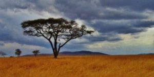 arbre acacia