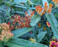 Sans titre (250 × 300 px) - 2