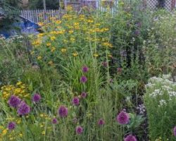 Sans titre (250 × 300 px) - 3